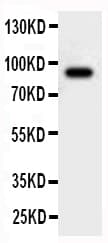 CUL2 / Cullin 2 Antibody (aa264-280)