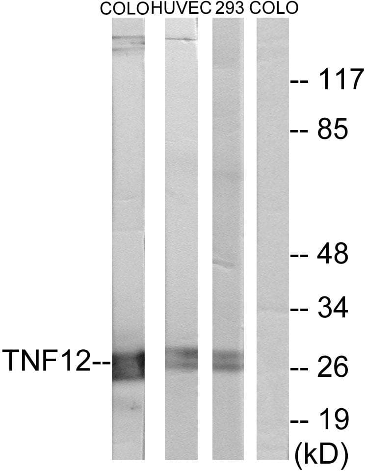 TNFSF12 / TWEAK Antibody
