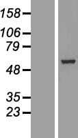 BBS4 Protein (Over-Expression Lysate Myc-DDK (Flag))