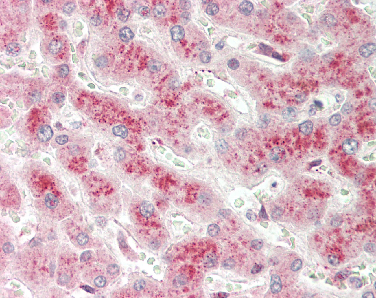 CTAGE5 Antibody (aa143-192)
