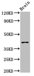 SEPT3 / Septin 3 Antibody