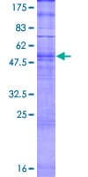 Human OR5D16 Protein (Recombinant GST)