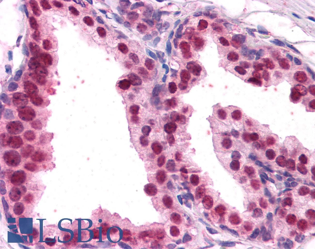 PathPlus™ FOXA2 Antibody (aa453-463)