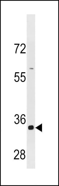 CCNB3 / Cyclin B3 Antibody (aa1311-1338)