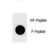 CCNB3 / Cyclin B3 Antibody (phospho-Ser1063)