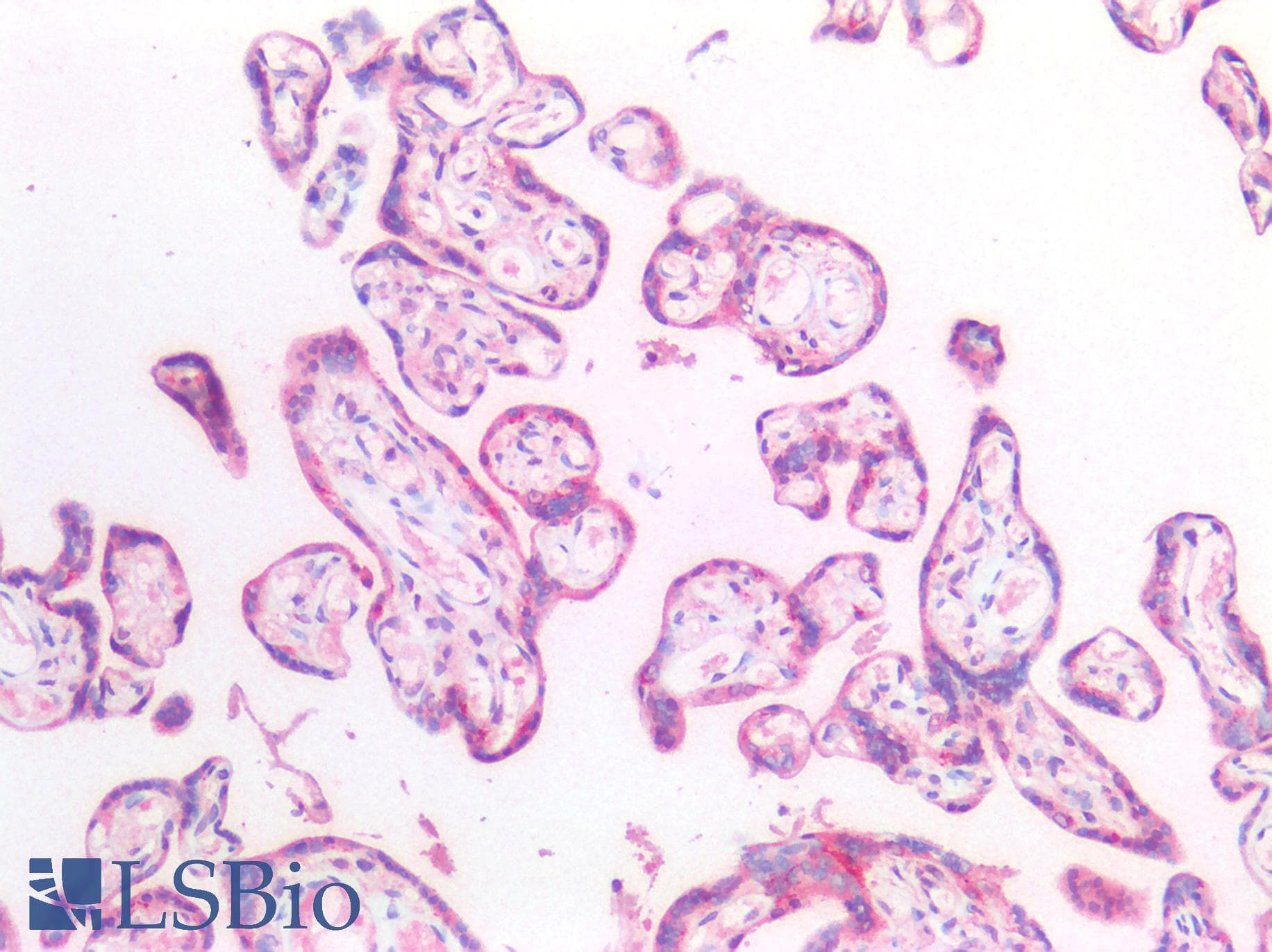 PathPlus™ HEXB Antibody (aa294-435)