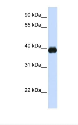 Polyclonal Rabbit anti-Human MAFA Antibody (aa110-159, WB)