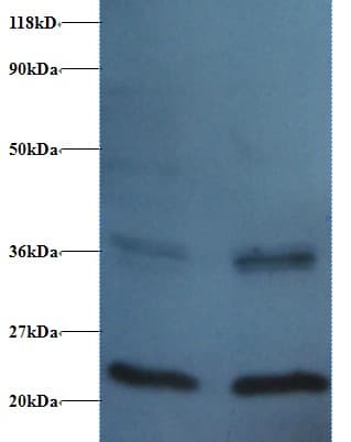 FKBP1A / FKBP12 Antibody