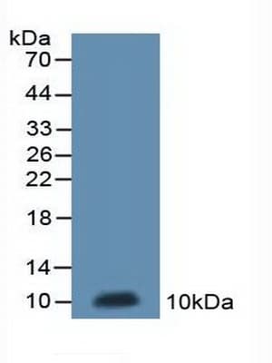 MT-ND5 Antibody (aa425-562, Biotin)