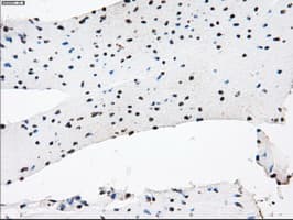 KDM4C / JMJD2C Antibody (clone OTI4B1)