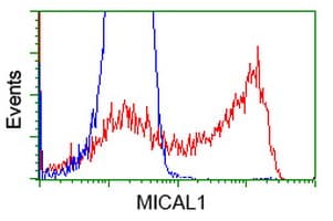 MICAL1 / MICAL Antibody (clone OTI4D1)