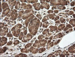 UBE2G2 Antibody (clone OTI9F2, Carrier-free)