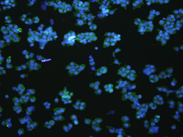VNN1 Antibody