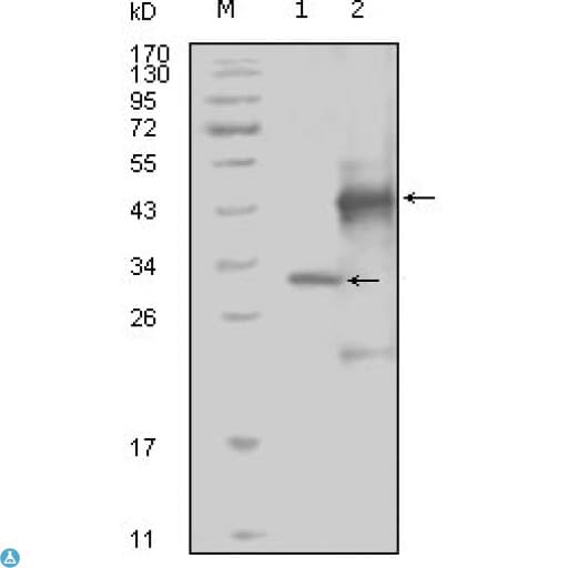 EPHA4 / EPH Receptor A4 Antibody