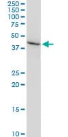 AMBP Antibody (clone 1E4)