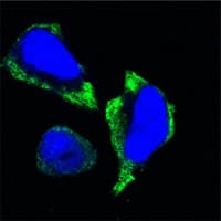 PAK2 Antibody (clone 3B5)