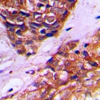 PEX10 Antibody (Internal)