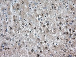 ERIC-1 / TACC3 Antibody (clone OTI8F6, Carrier-free)