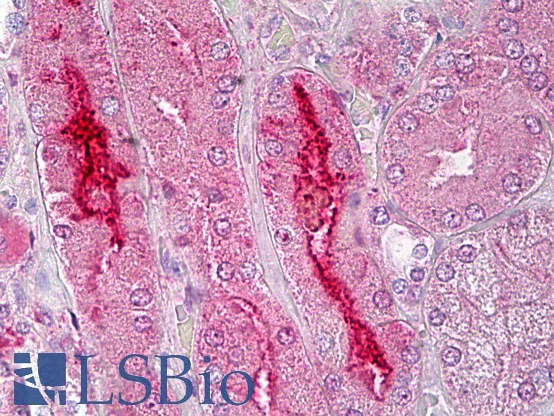 IHC-plus™ GPR119 Antibody (aa186-235)
