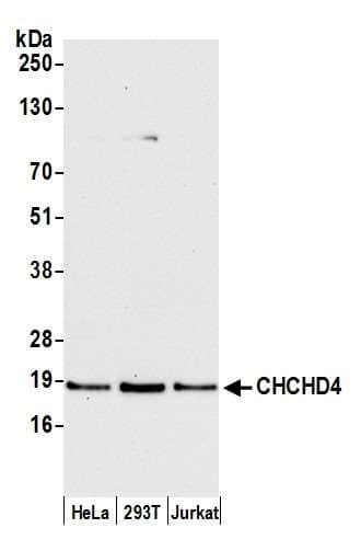 MIA40 / CHCHD4 Antibody (aa92-142)