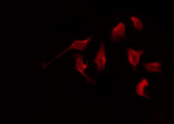 NPY1R Antibody (aa231-258)