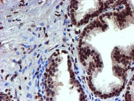 TOMM34 Antibody (clone OTI1G7, Carrier-free)