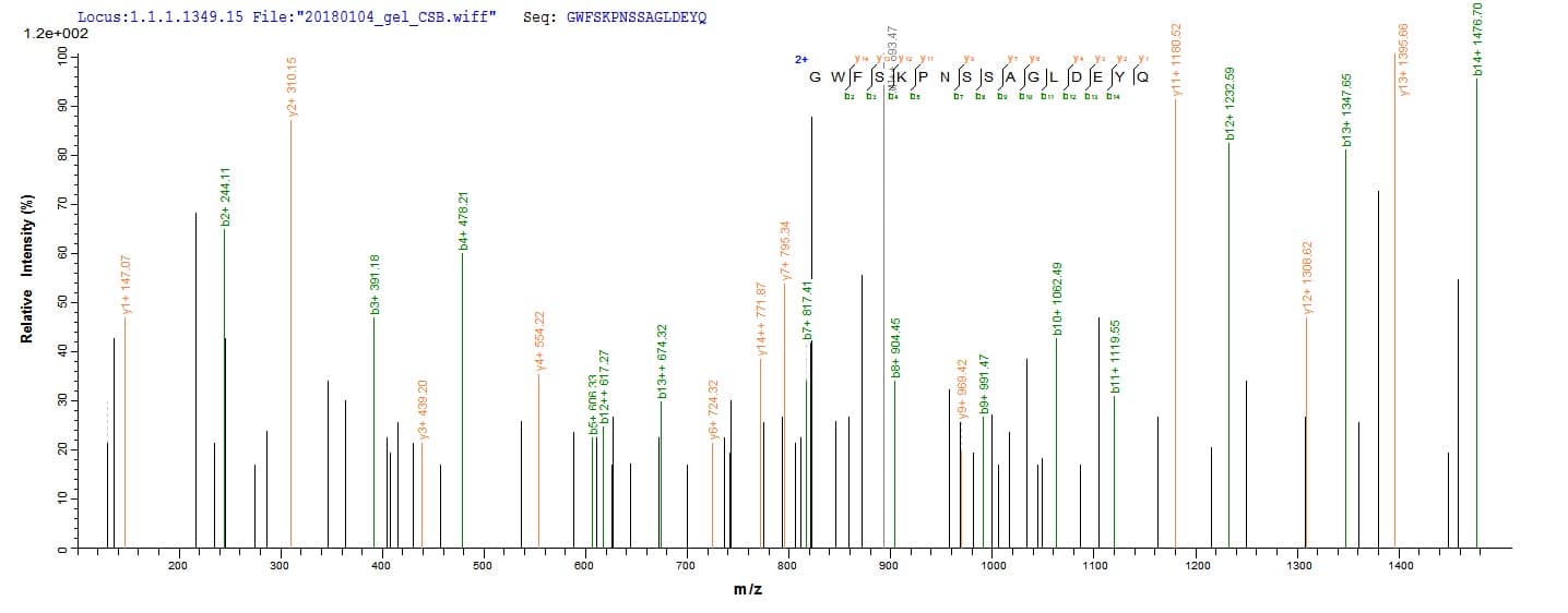 Aggregatibacter actinomycetemcomitans lktA Protein (Recombinant 6His, N-terminus)
