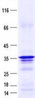 Human SNAI3 Protein (Recombinant His, N-Terminal)