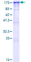 Human BAG6 / G3 / Scythe Protein (Recombinant GST)