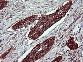ACAA2 Antibody (clone OTI3H9)