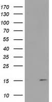 FAM127C Antibody (clone OTI1A6)