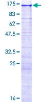 Human IQCH Protein (Recombinant GST)