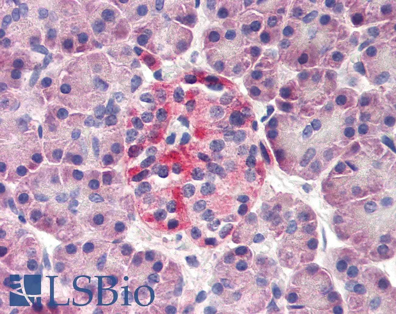 IHC-plus™ Derlin-3 / DERL3 Antibody (N-Terminus)