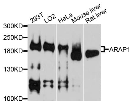 CENTD2 / ARAP1 Antibody