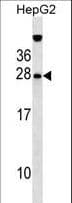GFER Antibody (aa67-94)