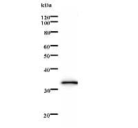 Monoclonal Mouse anti-Human TFEB Antibody (clone 319C2a, WB)