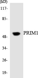 PRIM1 Antibody (aa364-413)