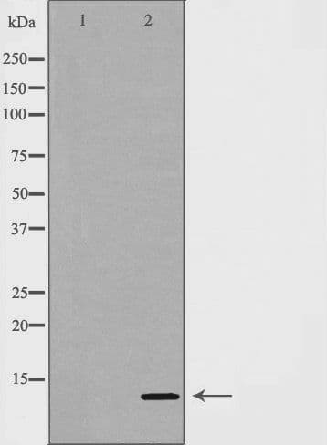 SUMO4 Antibody