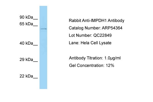 Polyclonal Rabbit anti-Human IMPDH1 Antibody (aa479-528, WB)