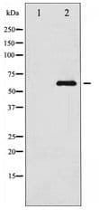 Polyclonal Rabbit anti-Human LIMK1 / LIMK Antibody (WB)