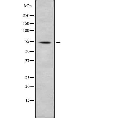 KHSRP / FBP2 Antibody