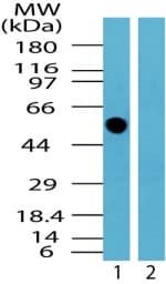IHC-plus™ TFG Antibody (aa350-400)
