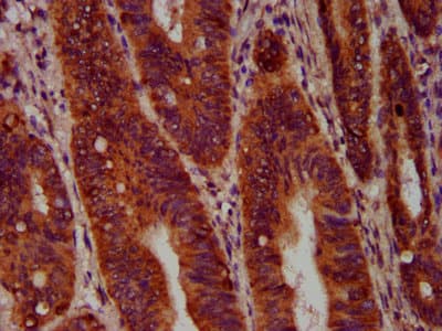 Polyclonal Rabbit anti-Human SEC14L2 Antibody (IHC, IF, WB)
