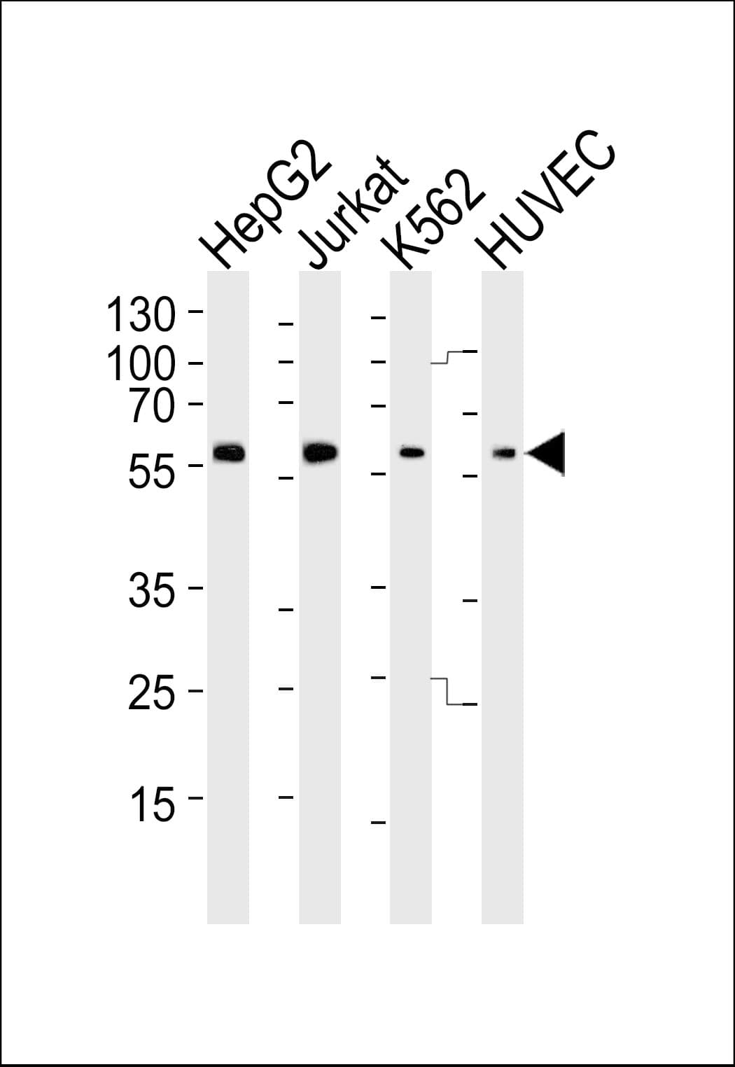 SHB Antibody (Tyr268)