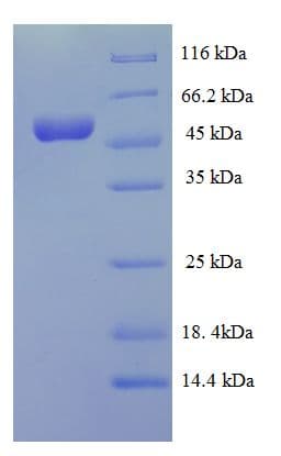 Bacillus subtilis iolG Protein (Recombinant His-SUMO)