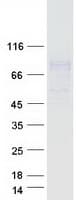 Human FCRL2 / IRTA4 Protein (Recombinant Myc-DDK (Flag))