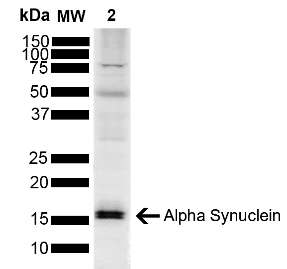 SNCA / Alpha-Synuclein Antibody (Biotin)