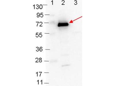 OspC Antibody (Liquid)
