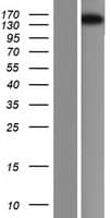 MCF2L / DBS Protein (Over-Expression Lysate Myc-DDK (Flag))