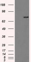 KIAA0153 / TTLL12 Antibody (clone OTI4B2)